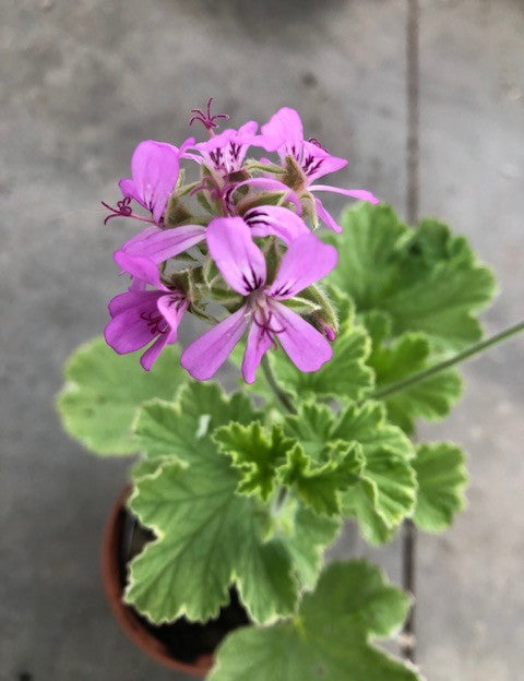 Pelargonium Atomic snow Flake profumo citronella Vaso 15