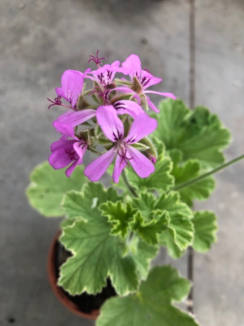 Pelargonium Atomic snow Flake profumo citronella Vaso 15