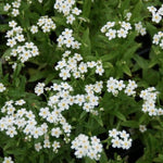Myosotis scorpioides “Alba” resistente al gelo profondità  0-10 cm.