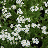 Myosotis scorpioides “Alba” resistente al gelo profondità  0-10 cm.