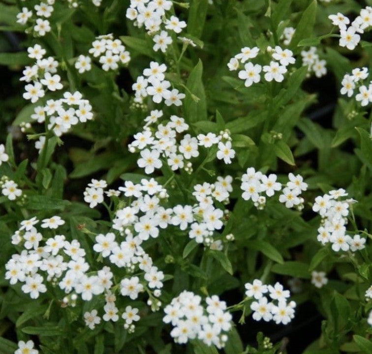 Myosotis scorpioides “Alba” resistente al gelo profondità  0-10 cm.