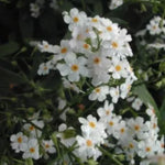 Myosotis scorpioides “Alba” resistente al gelo profondità  0-10 cm.