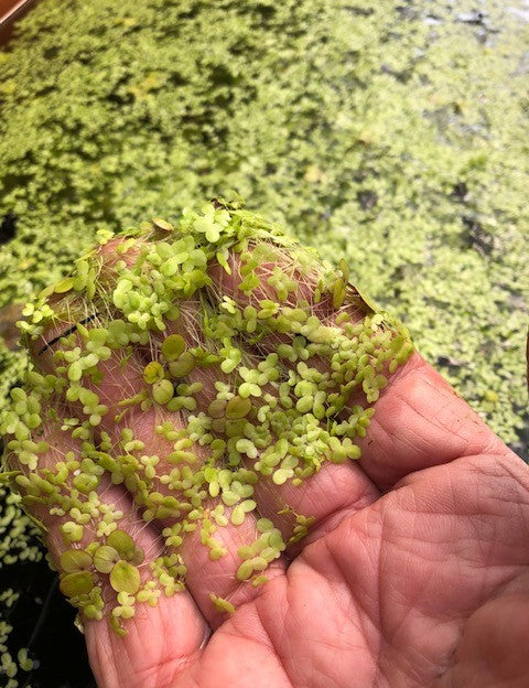 Lemna minor (galleggiante)