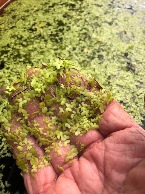 Lemna minor (galleggiante)