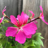 Pelargonium per Kusamono  24