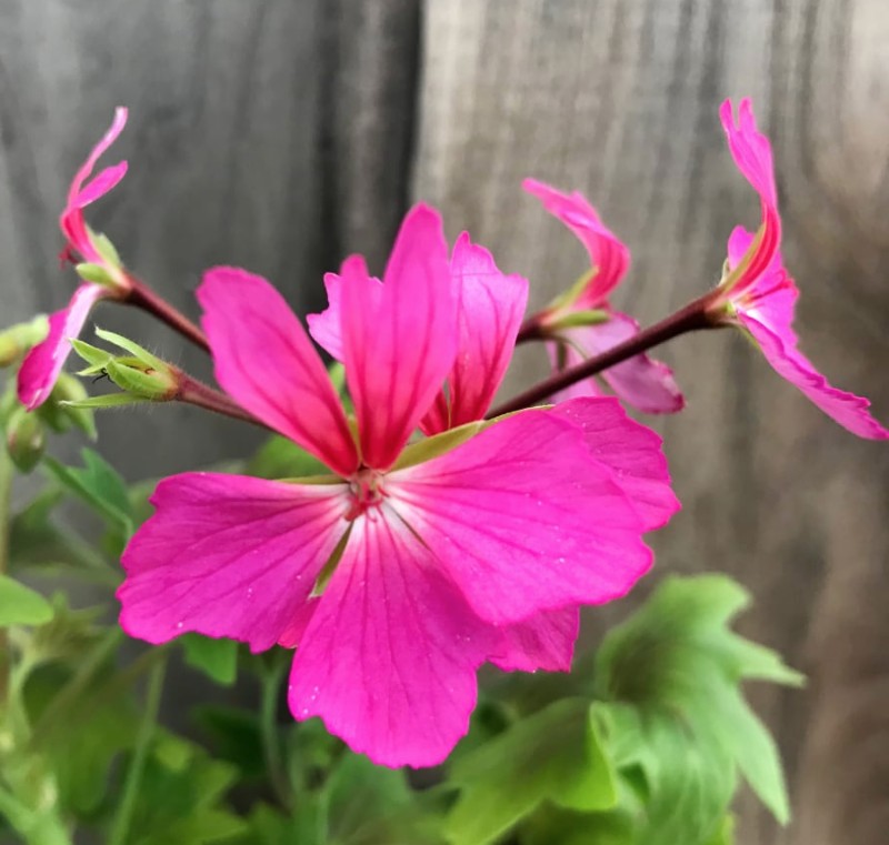 Pelargonium per Kusamono  24