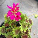 Pelargonium per Kusamono  24