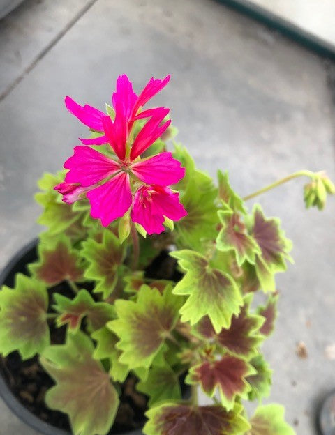 Pelargonium per Kusamono  24