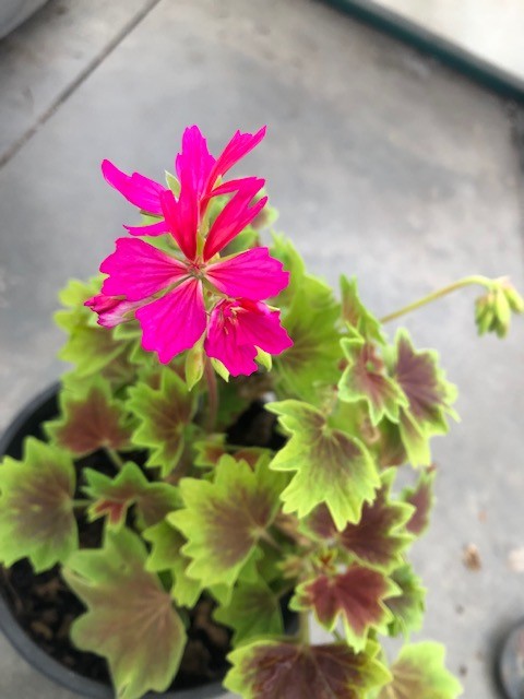 Pelargonium per Kusamono  24