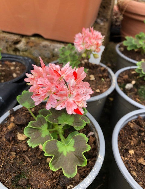 Pelargonium Kusamono 25