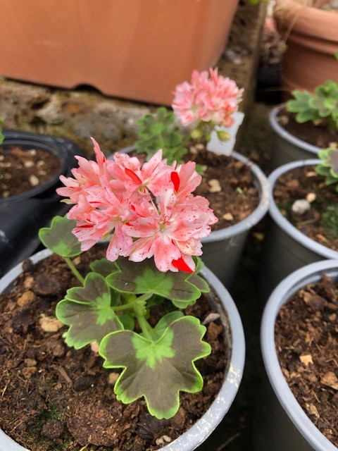 Pelargonium Kusamono 25