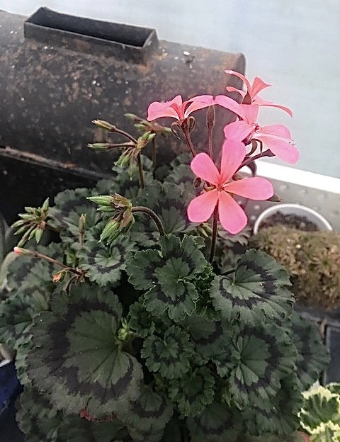 Pelargonium Kusamono 26