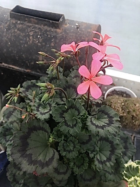 Pelargonium Kusamono 26