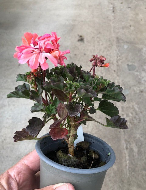 Pelargonium Kusamono 27