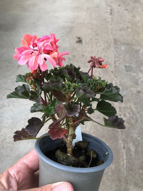 Pelargonium Kusamono 27