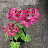 Pelargonium Radula roseum (PROFUMO ROSA)