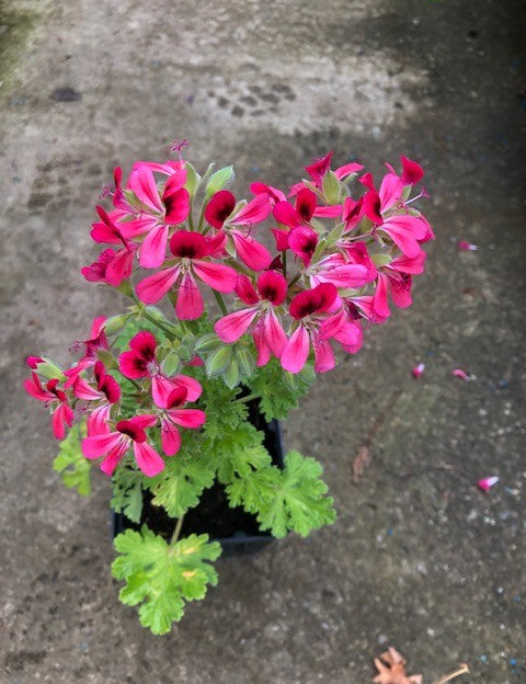 Pelargonium Radula roseum (PROFUMO ROSA)