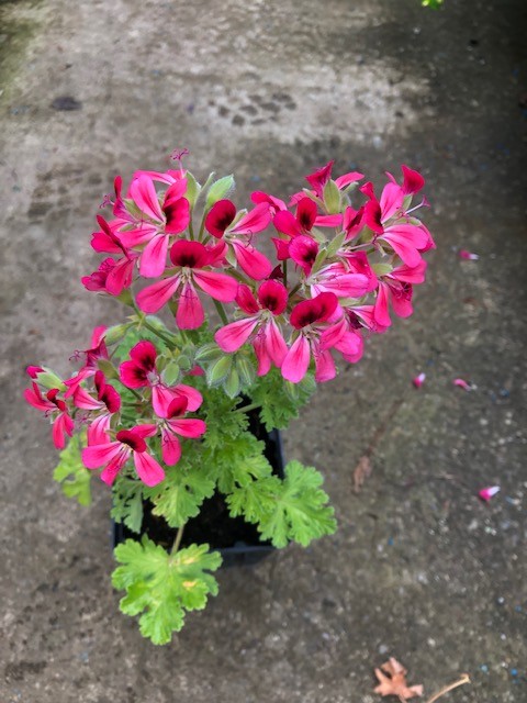 Pelargonium Radula roseum (PROFUMO ROSA)