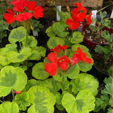 Pelargonium Cristal Palace