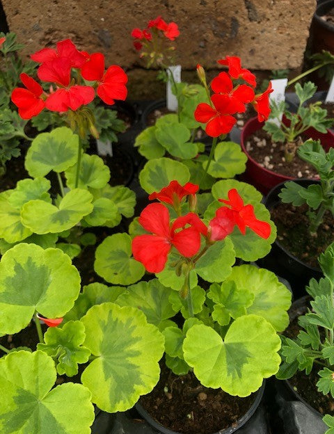 Pelargonium Cristal Palace