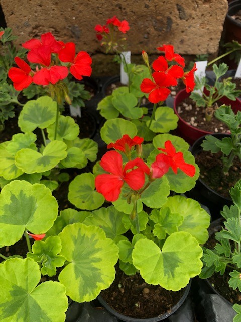Pelargonium Cristal Palace