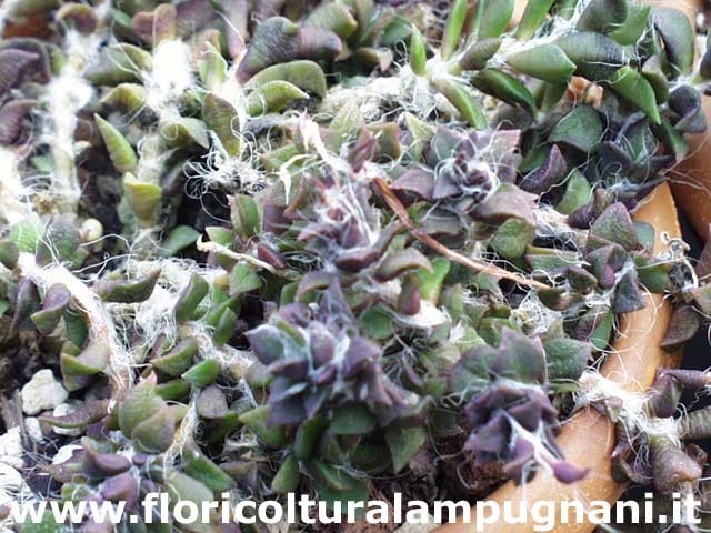 Anacampseros rufescens