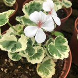 Pelargonium Cherie Maid
