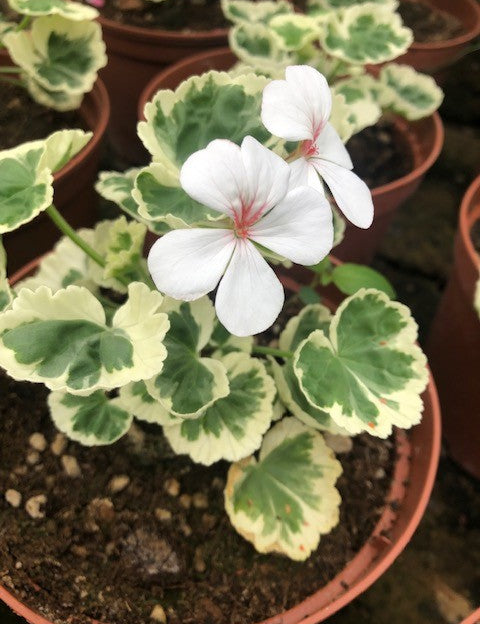 Pelargonium Cherie Maid