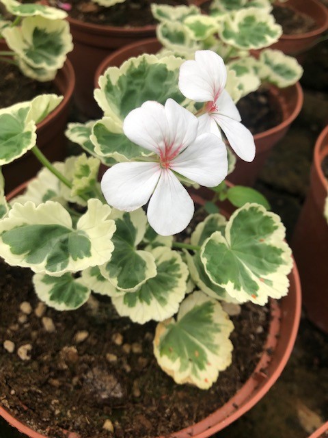 Pelargonium Cherie Maid
