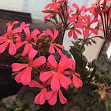Pelargonium  per Kusamono 30