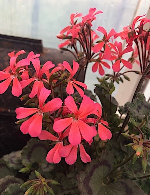 Pelargonium  per Kusamono 30