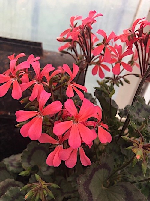 Pelargonium  per Kusamono 30