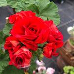 Pelargonium Scarlet Rambler Rosebud