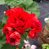 Pelargonium Scarlet Rambler Rosebud