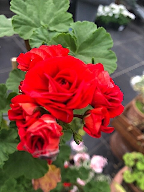Pelargonium Scarlet Rambler Rosebud