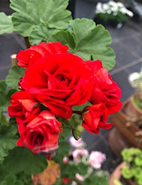 Pelargonium Scarlet Rambler Rosebud