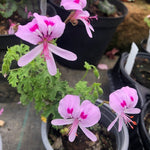Pelargonium  Crispum Major  (profumo limone)
