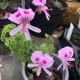 Pelargonium  Crispum Major  (profumo limone)