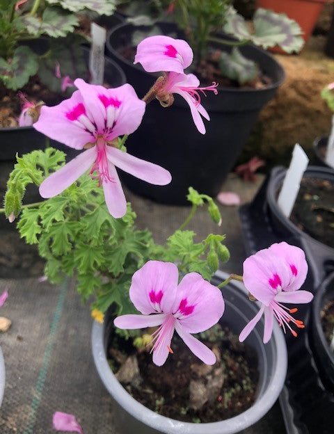 Pelargonium  Crispum Major  (profumo limone)