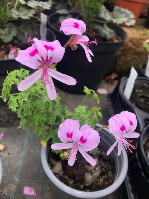 Pelargonium  Crispum Major  (profumo limone)