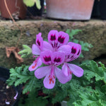Pelargonium Royal Oak (Odoroso balsamo)