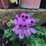 Pelargonium Royal Oak (Odoroso balsamo)