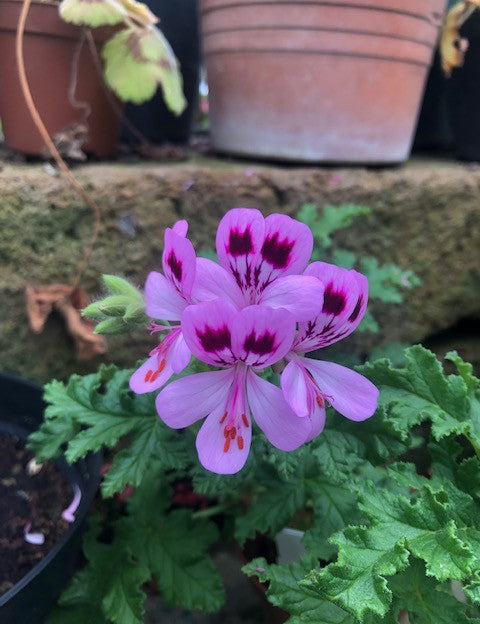 Pelargonium Royal Oak (Odoroso balsamo)