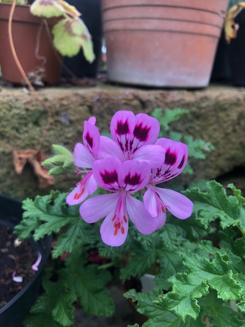 Pelargonium Royal Oak (Odoroso balsamo)