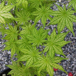 Acer Palmatum Reticulatum vaso 15
