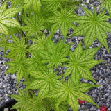 Acer Palmatum Reticulatum vaso 15