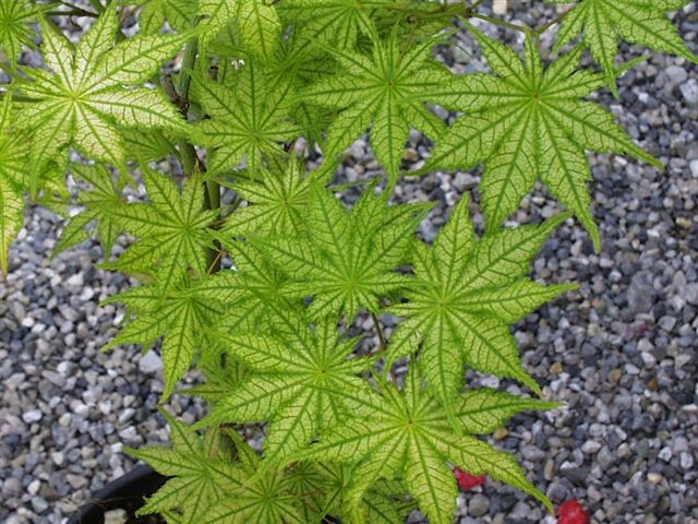 Acer Palmatum Reticulatum vaso 15
