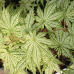 Acer Palmatum Reticulatum vaso 15