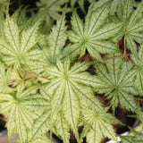 Acer Palmatum Reticulatum vaso 15