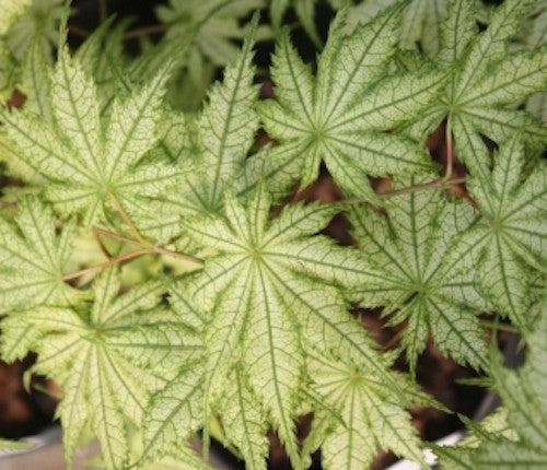 Acer Palmatum Reticulatum vaso 15